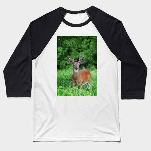 Spring Buck - White-tailed deer Baseball T-Shirt by Jim Cumming